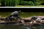 Schildkröten des botanischen Garten