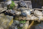Schildkrötenkolonie des botanischen Gartens