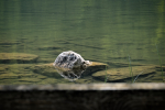 Stein, halb im Wasser
