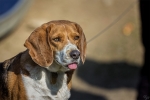 Ein Beagle im Tierpark