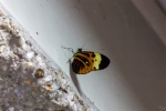 Schmetterling in Schönbrunn