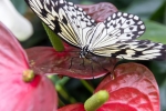 Schmetterling aus dem botanischen Garten Linz