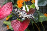 Schmetterling aus dem botanischen Garten Linz
