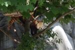 Kleiner Panda am Weg vom Baum zur Fütterung im Tierpark Hagenbeck