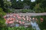 Rosa Flamingos im Tierpark Hagenbeck
