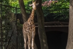 Giraffe im Tierpark Hagenbeck