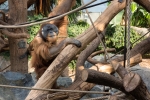 Sumatra-Orang-Utan im Tierpark Hagenbeck