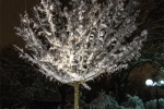 beleuchteter Baum im Winter